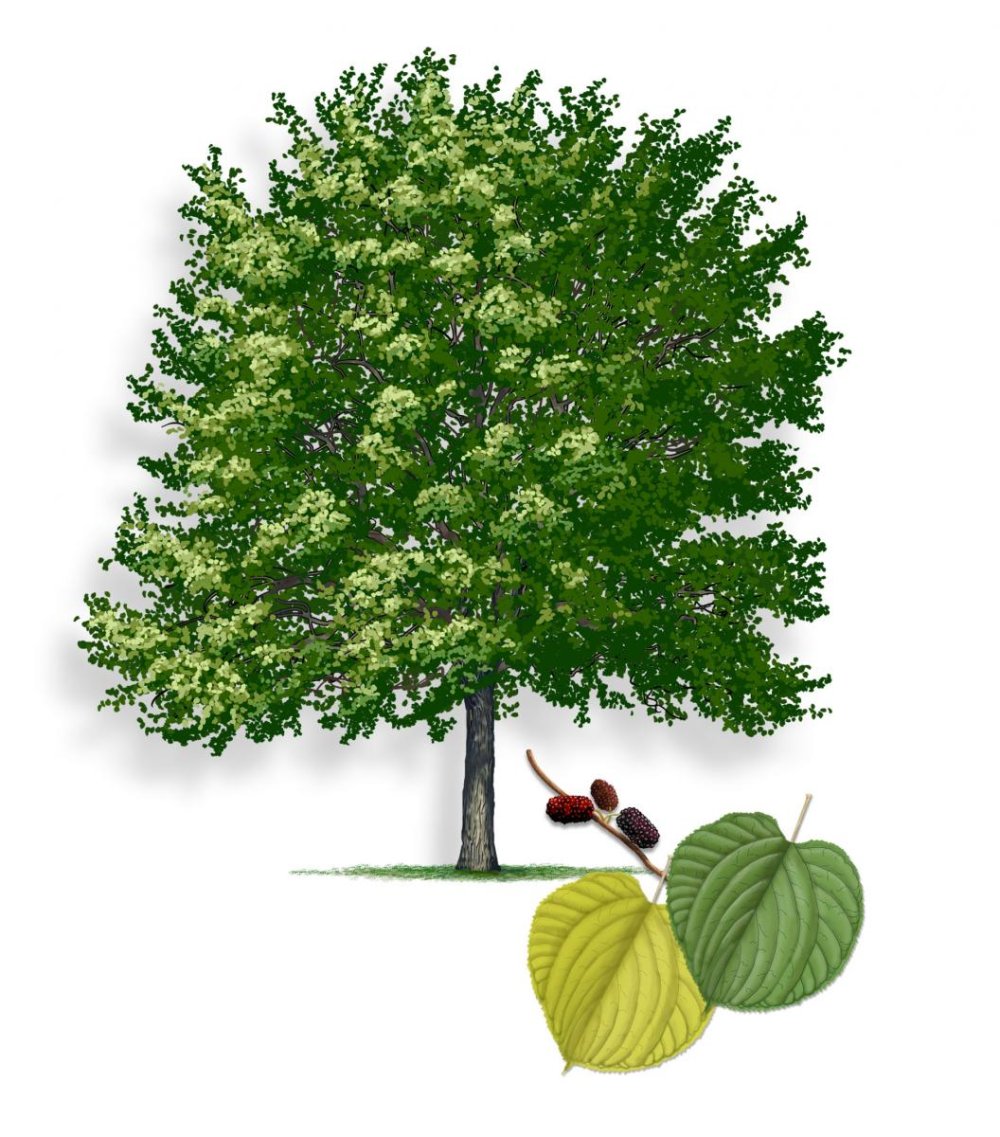 Мулбери zujlkf