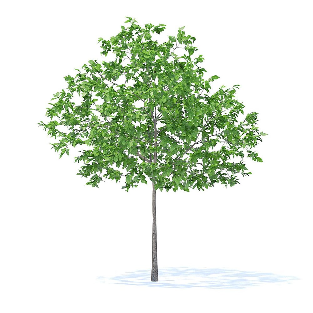 Слива дерево