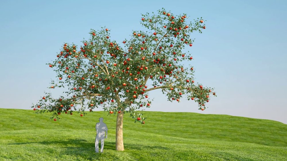 Яблоневое дерево Кристиан Беркель