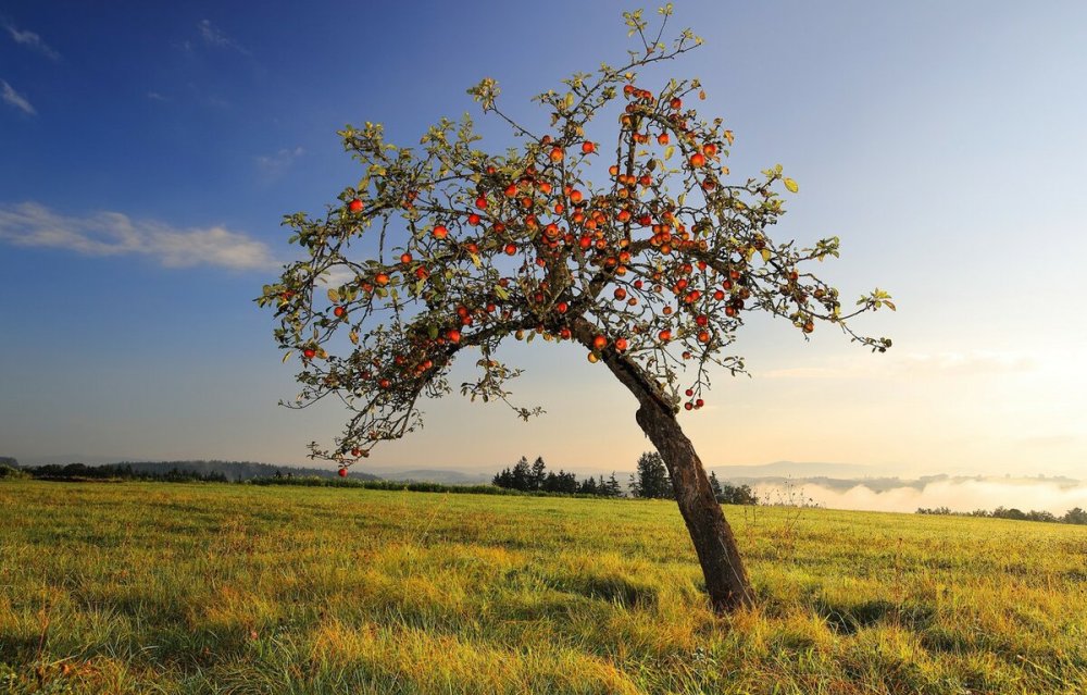 Яблоня деревце