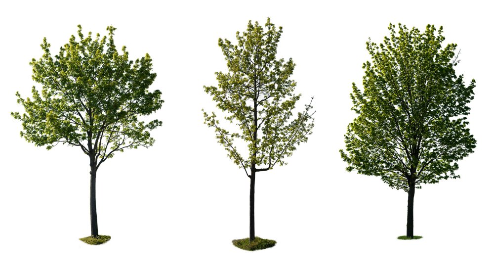 Плодовое дерево фотошоп