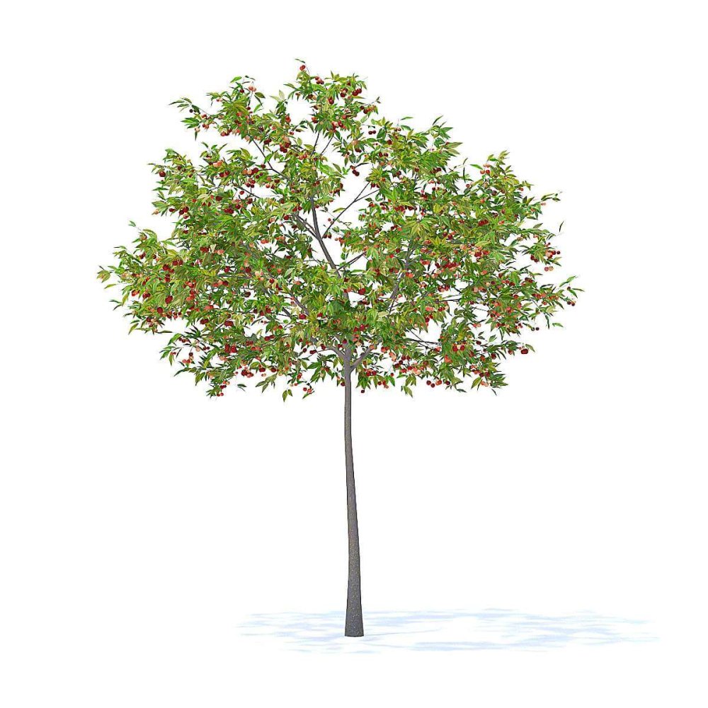 Дерево вишня для детей