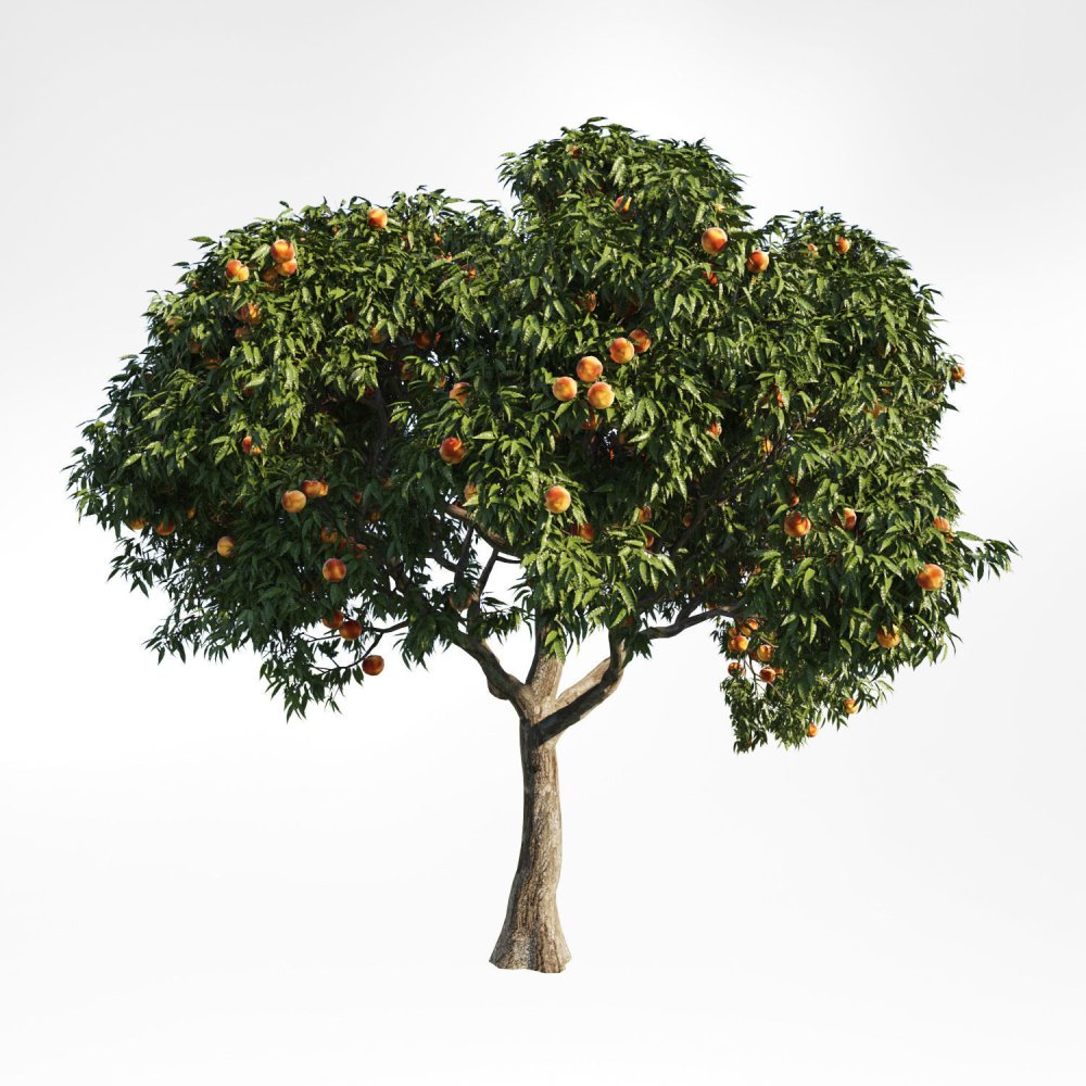 Персиковое дерево без плодов