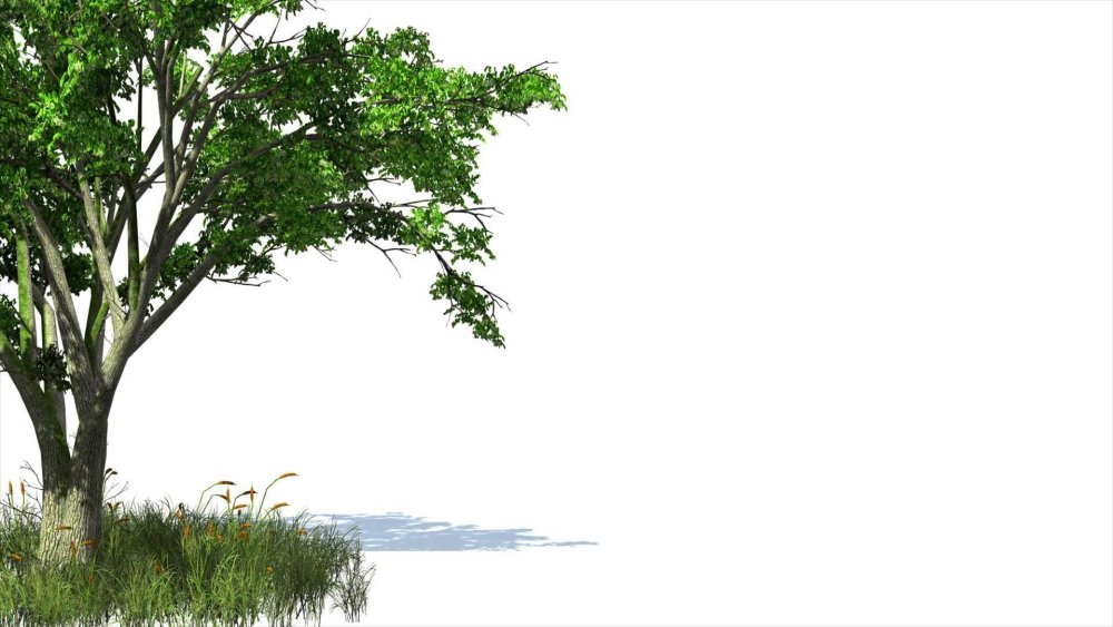 Дерево без заднего фона для презентации