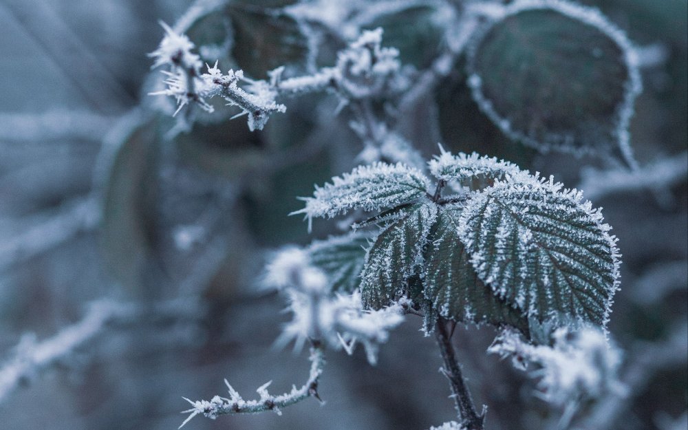 Листья в снегу