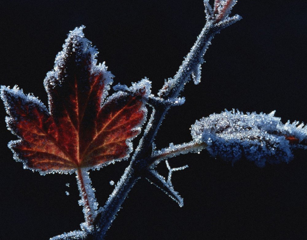 Полынь Эстетика