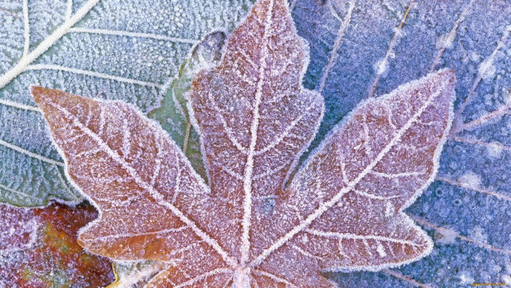 Первый снег