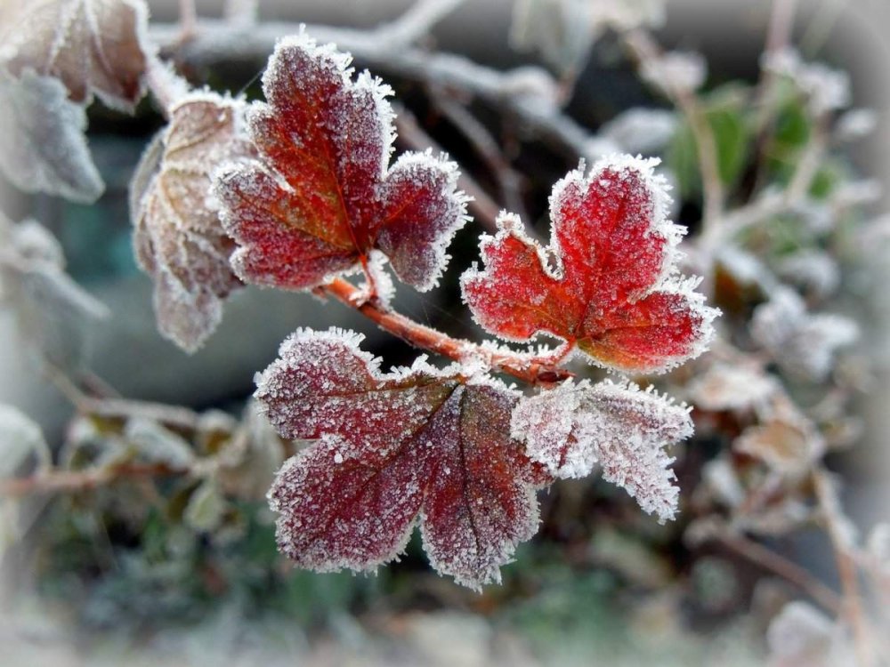 Иней на ветках