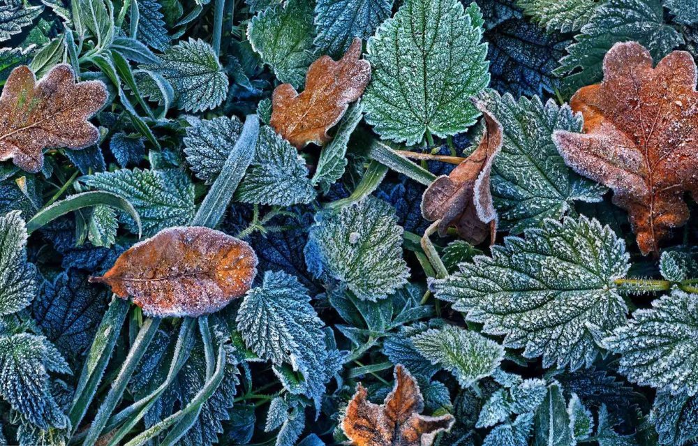 Синие листья изморозь