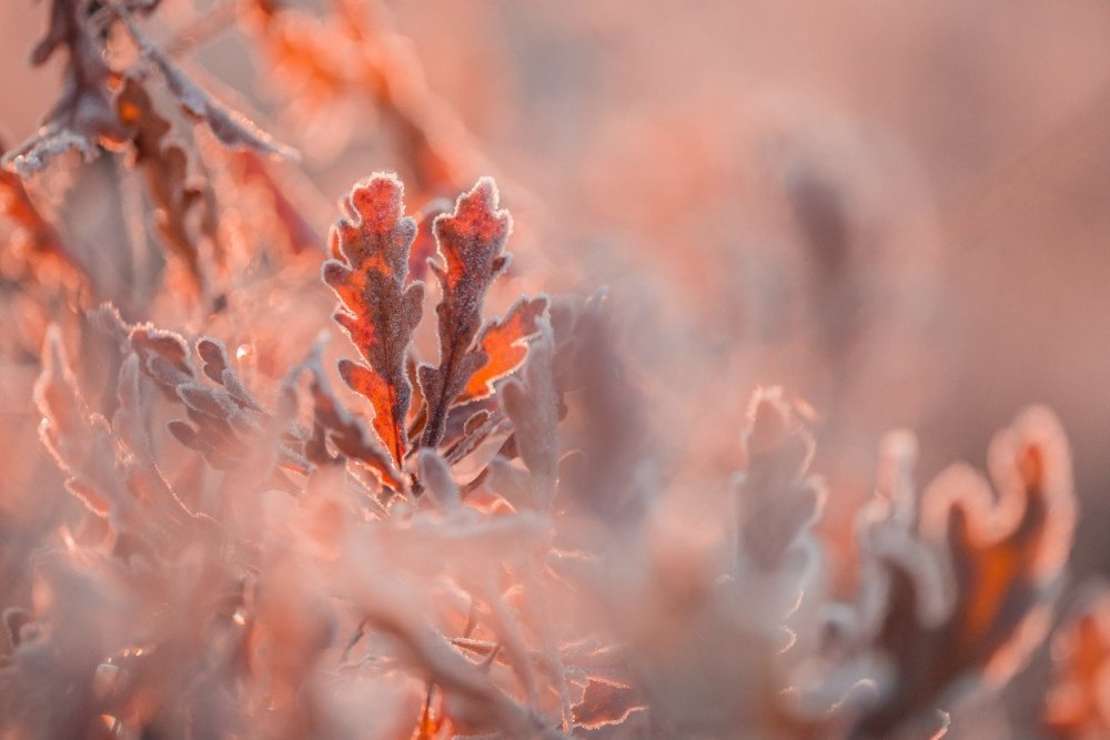 Морозные узоры на стекле