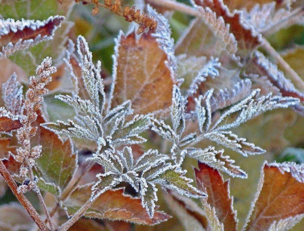 Заморозки на растениях