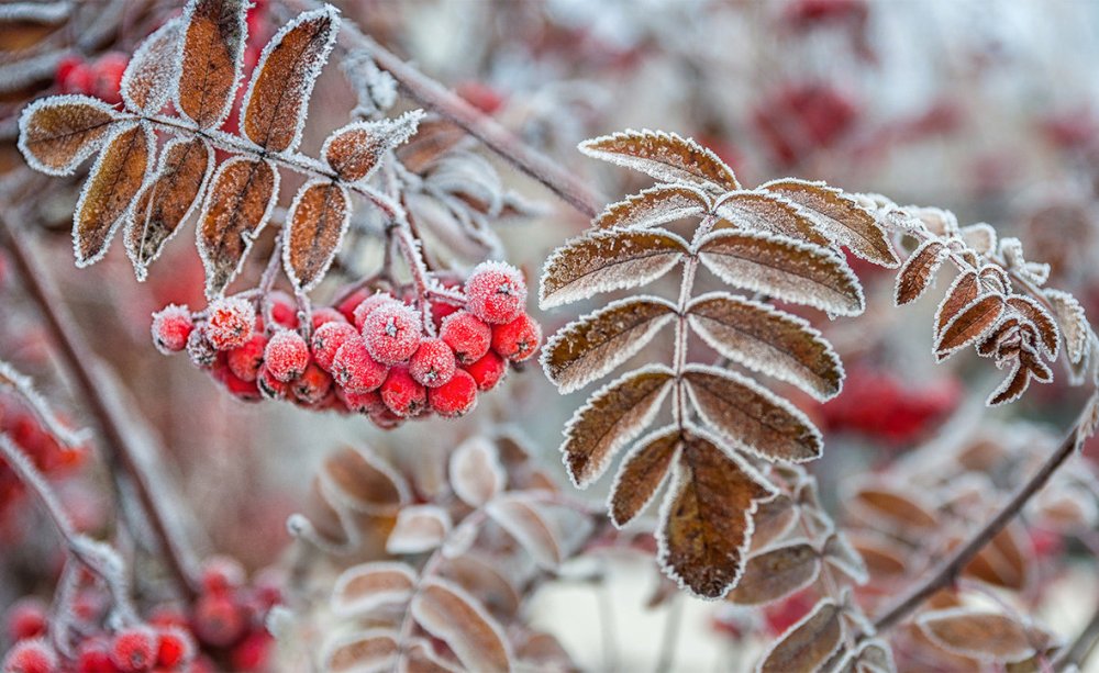 Коричневые листья в инее