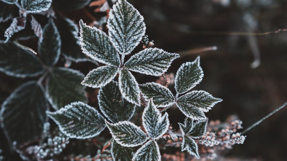 Листья в инее