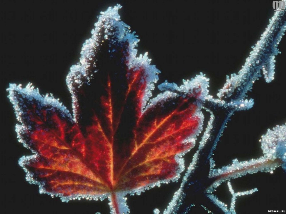 Зимние листья