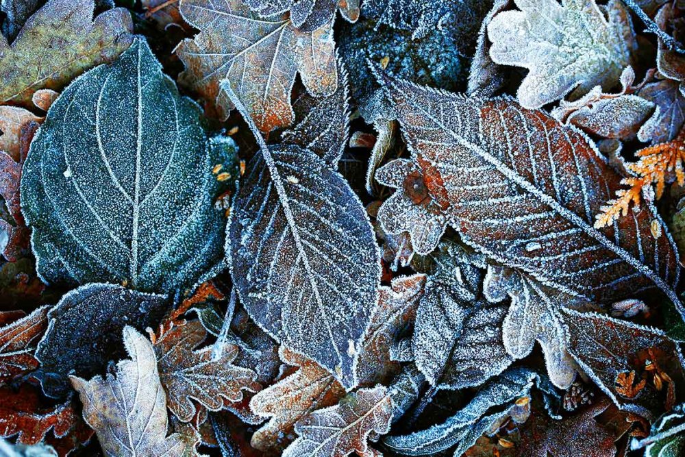 Изморозь на растениях