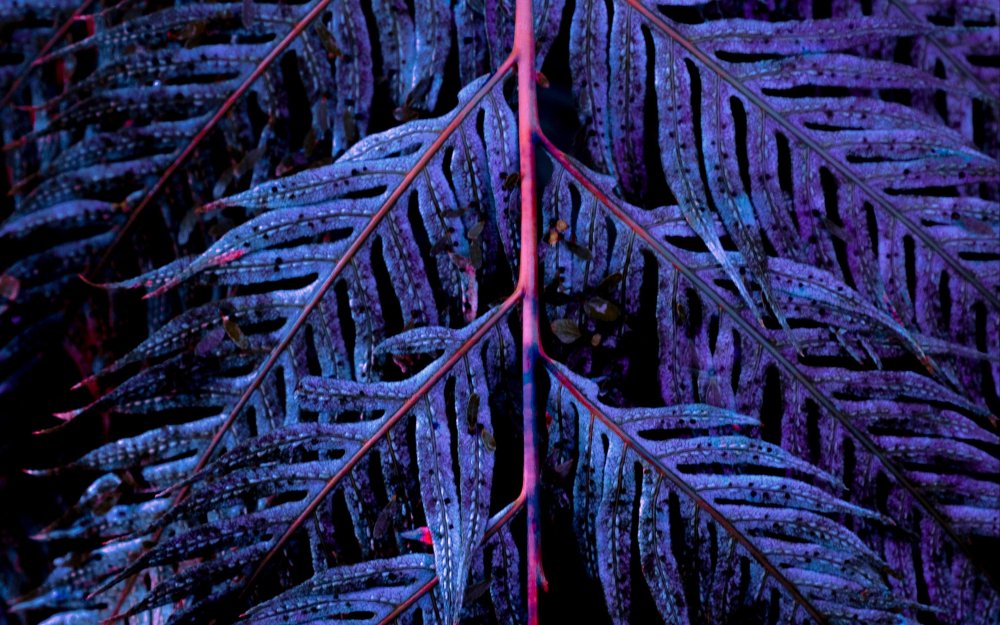 Иней на листве