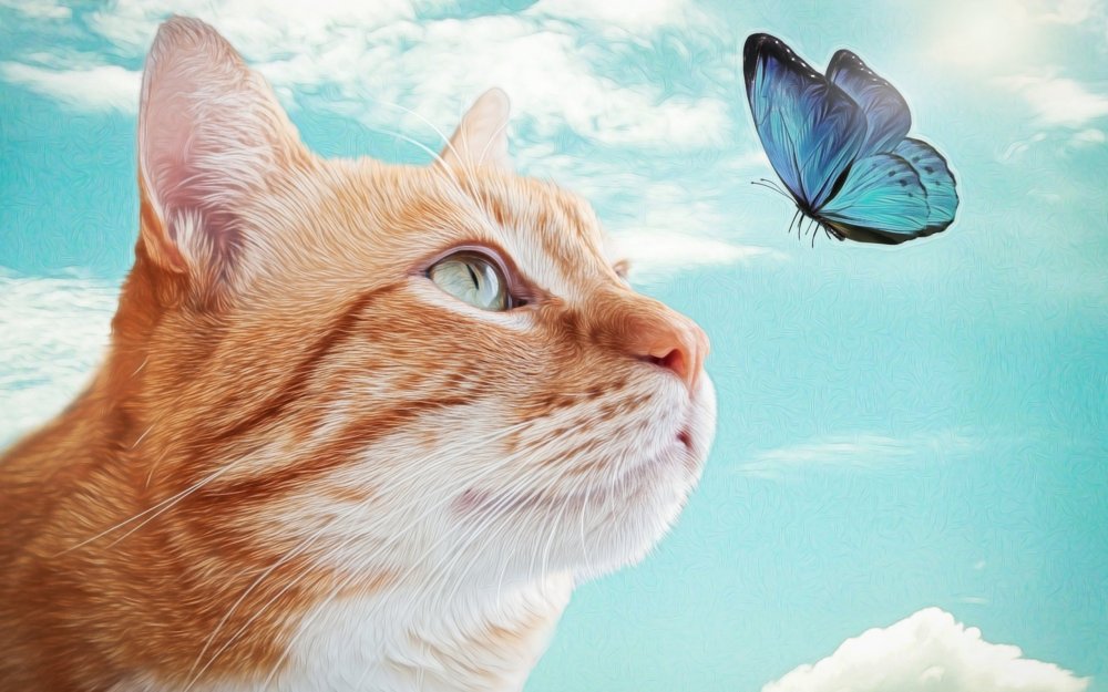 Кот с крыльями