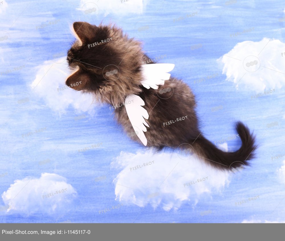 Котенок с крыльями