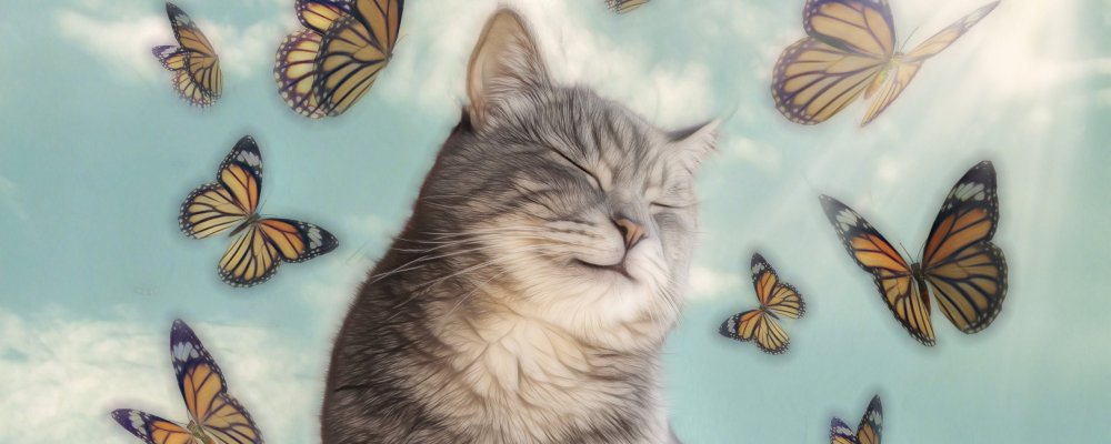 Котенок с крыльями