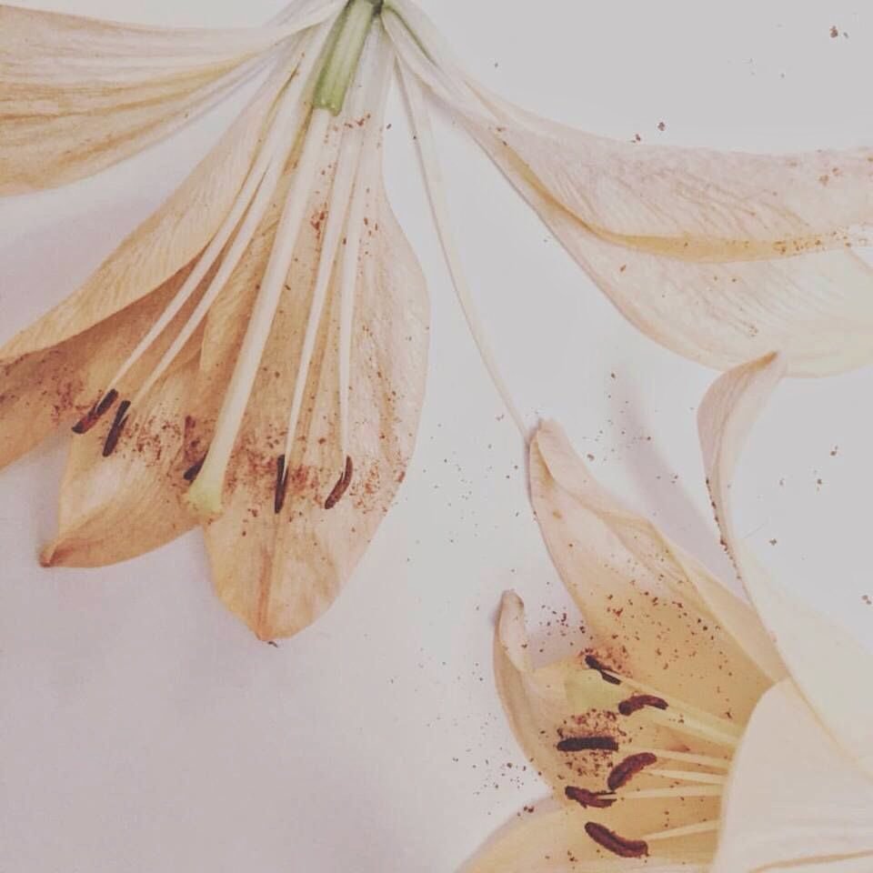 Бежевые цветы Эстетика