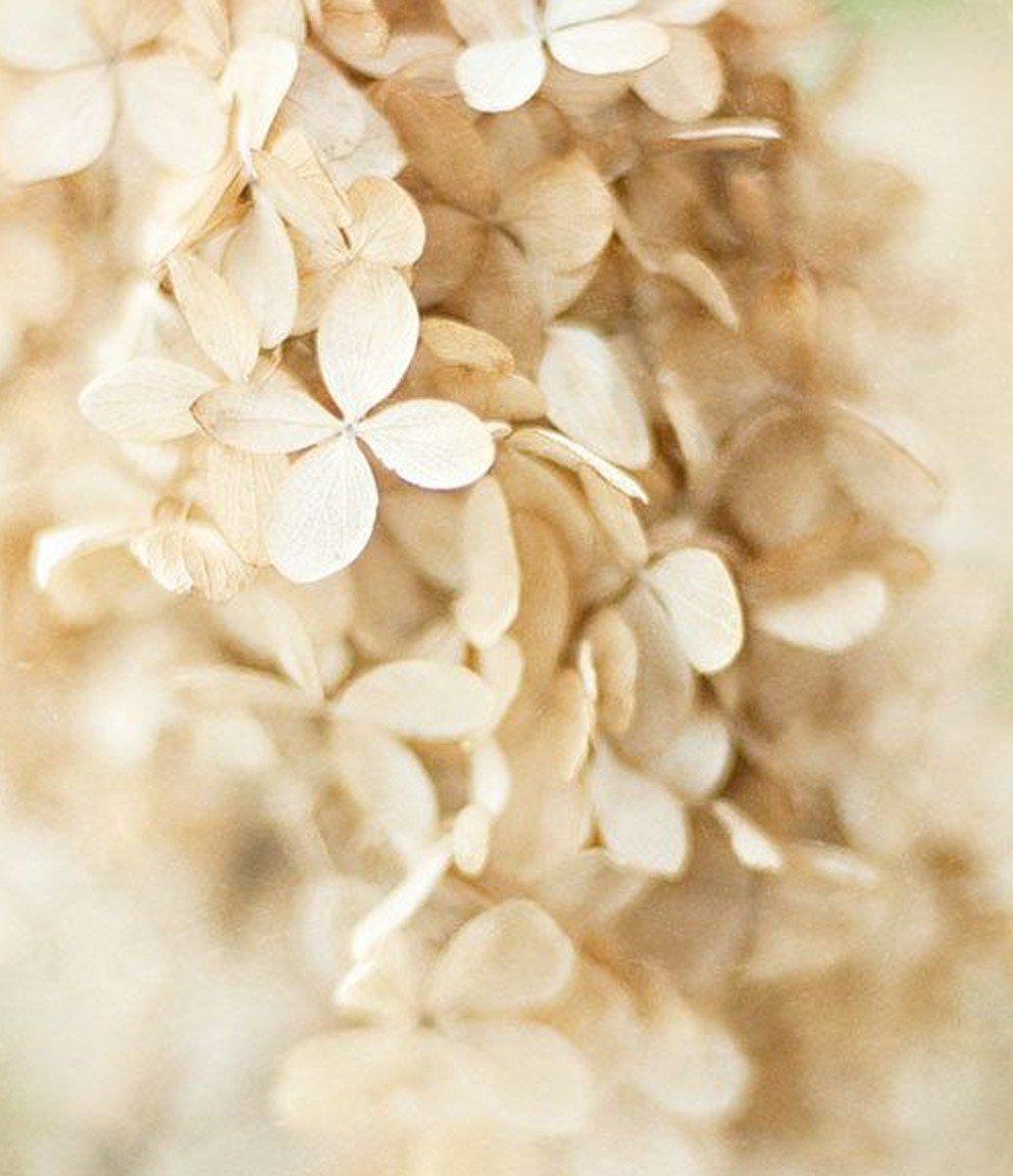 Цветы бежевого цвета