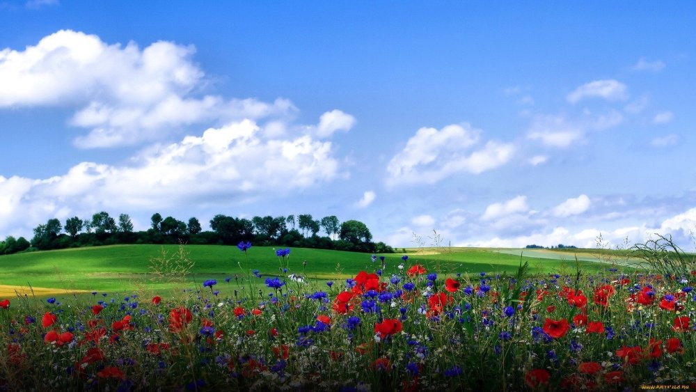 Поля Луга деревня