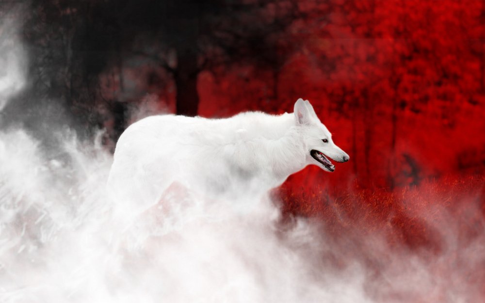 Волк на аву