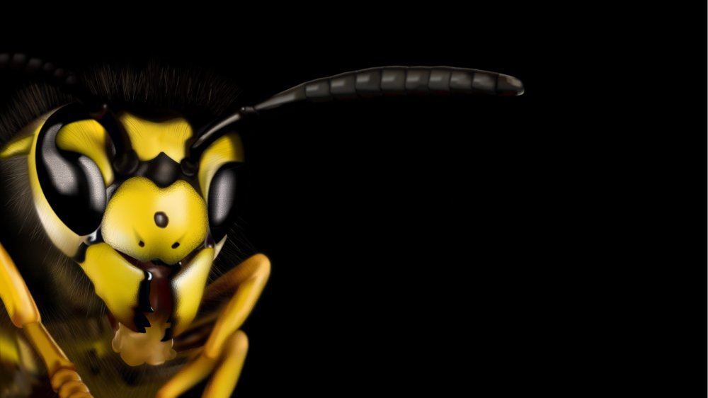 Оса на черном фоне