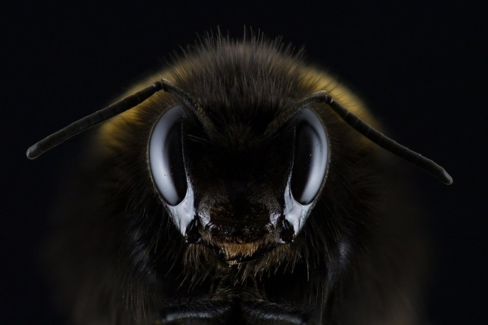 Микрокосмос пчела