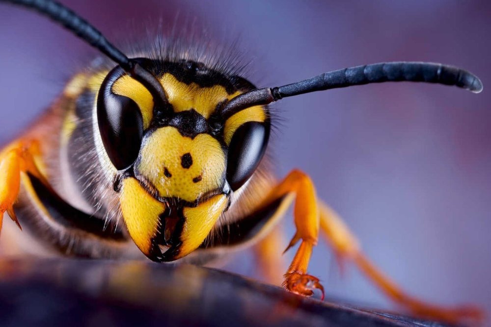 Восточный Шершень