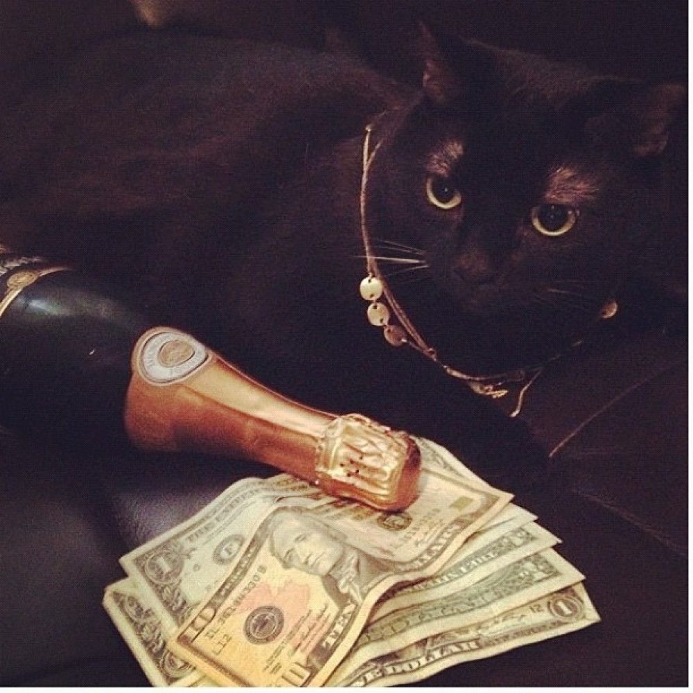 Черный кот с деньгами