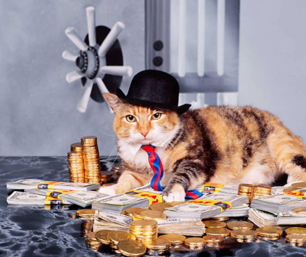 Кот в инстаграмме