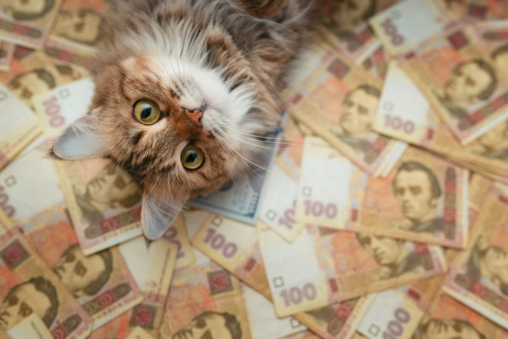 Имущество кошки