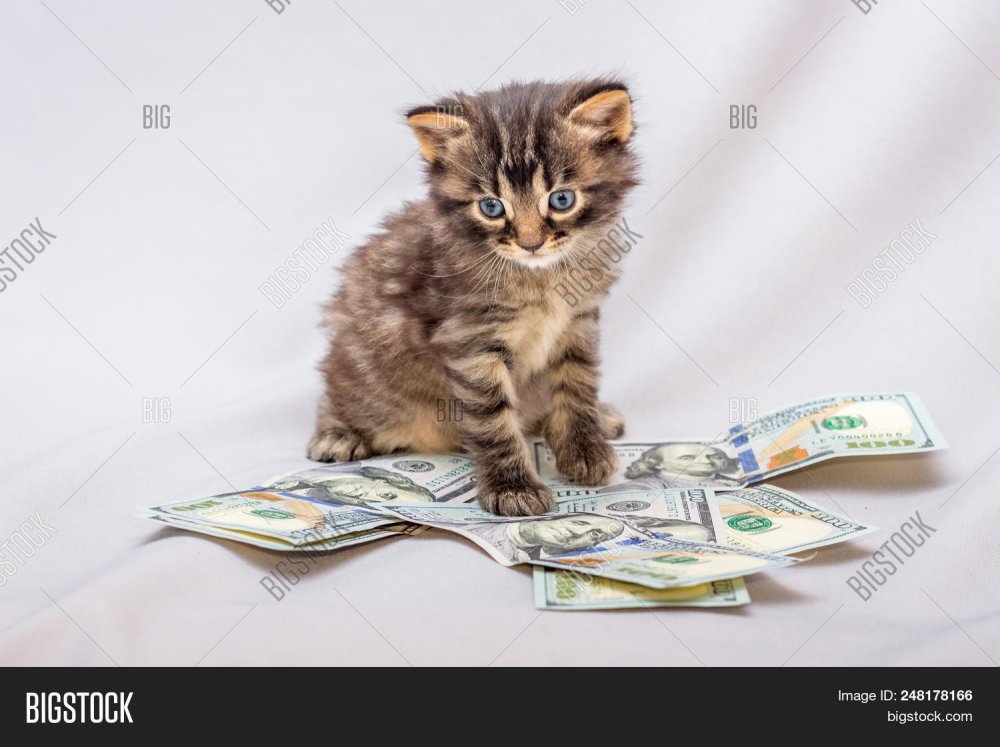 Кот с деньгами обои