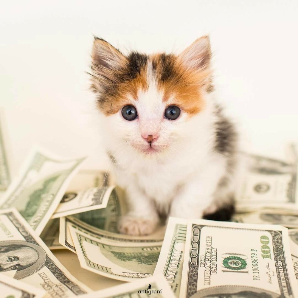 Котенок с деньгами