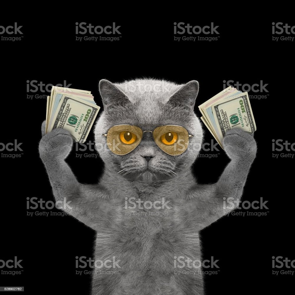 Котик с деньгами в очках