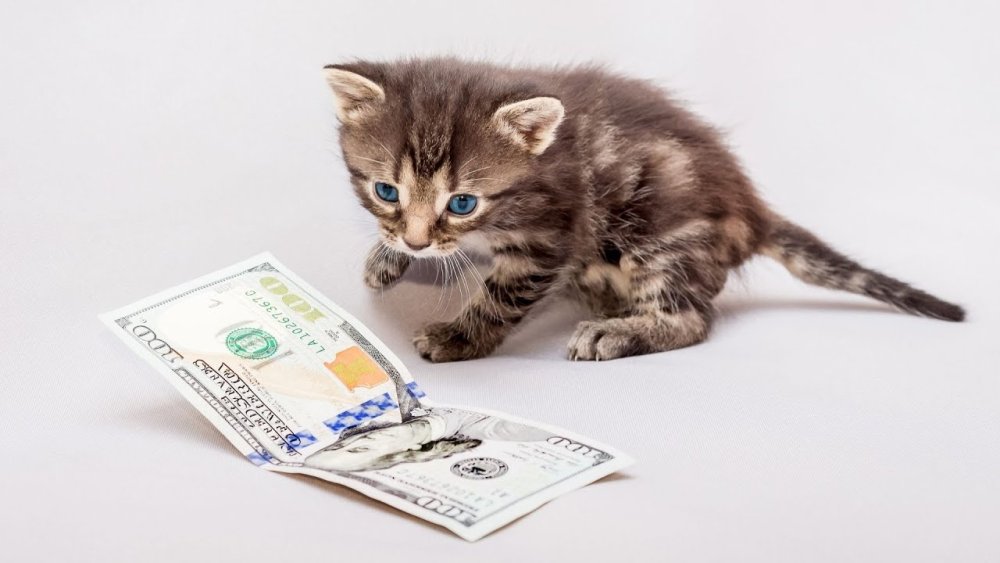 Кот с деньгами