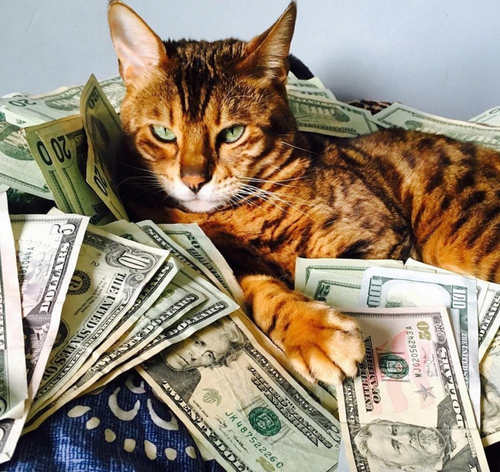 Денежный кот