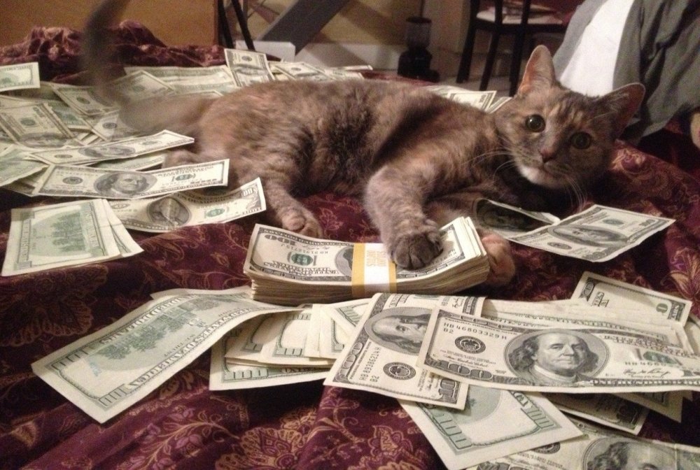 Котик с долларами