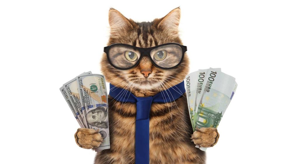 Кошка с деньгами