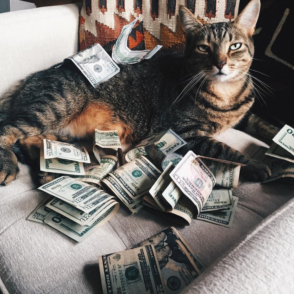 Кошки деньги Эстетика