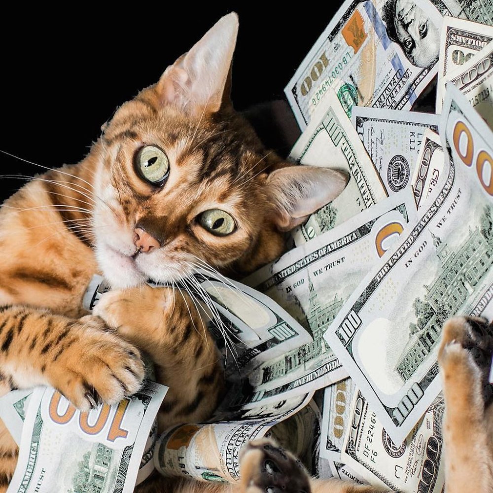 Кот аналитик