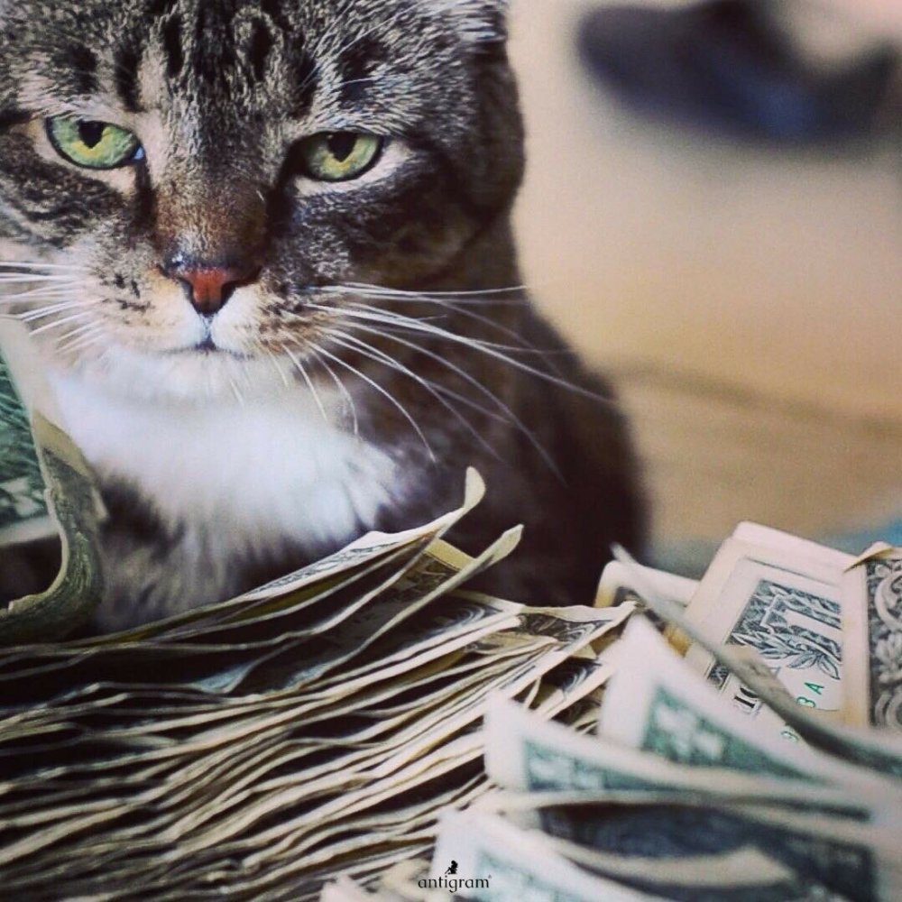 Котики на рабочий стол мультяшные