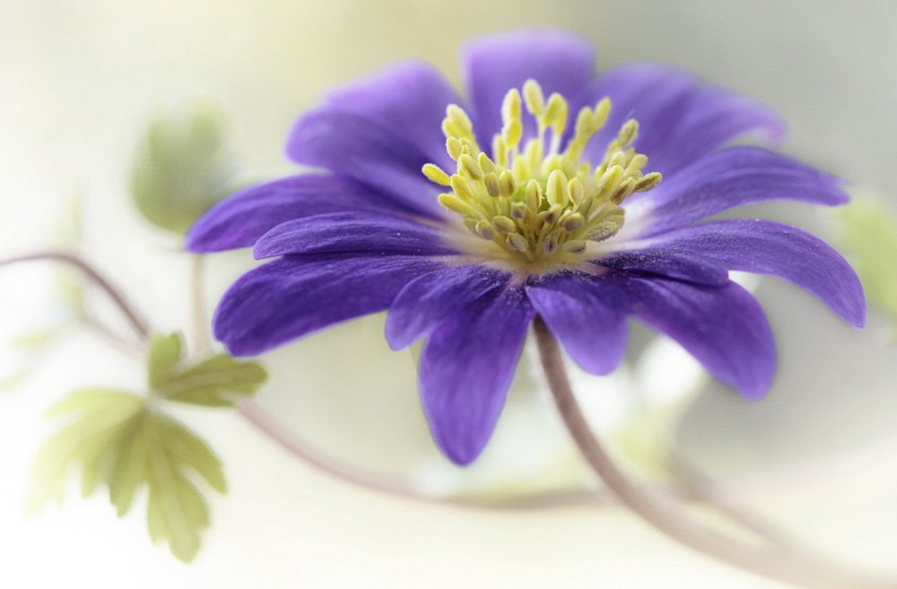 Крокус пестик