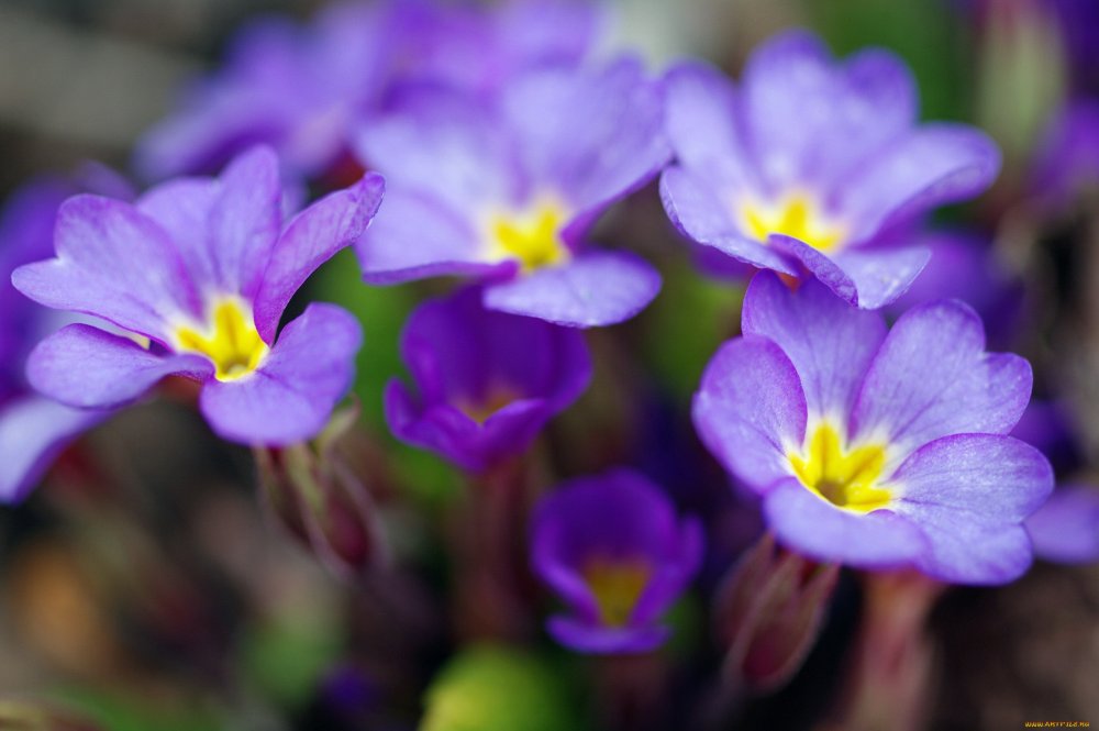 Примула Primula 'Purple Pip'