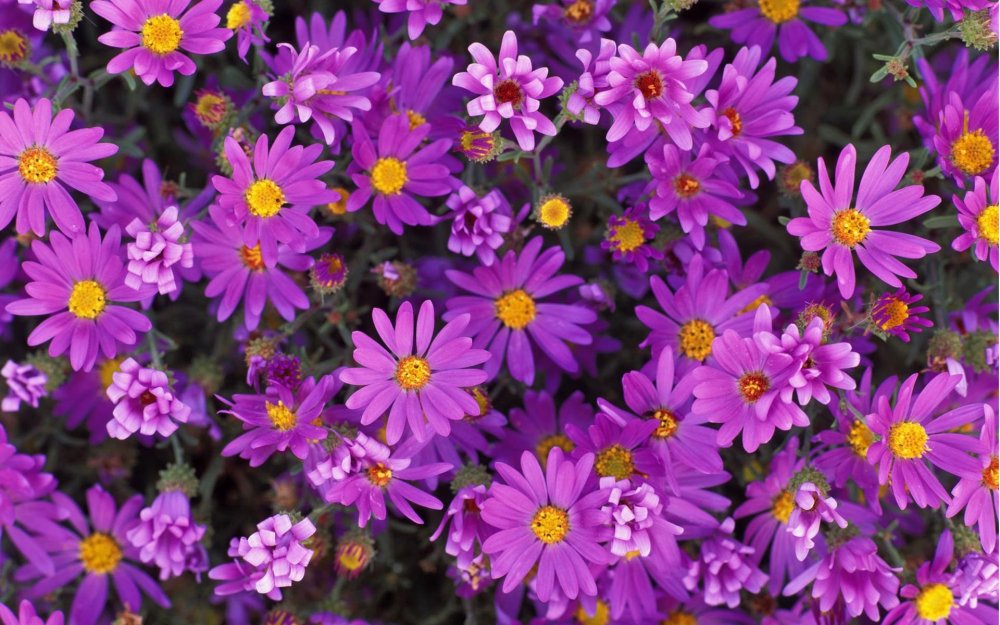 Брахикома Маргаритка