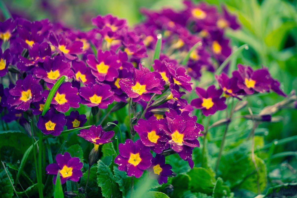 Фиолетовый и желтый