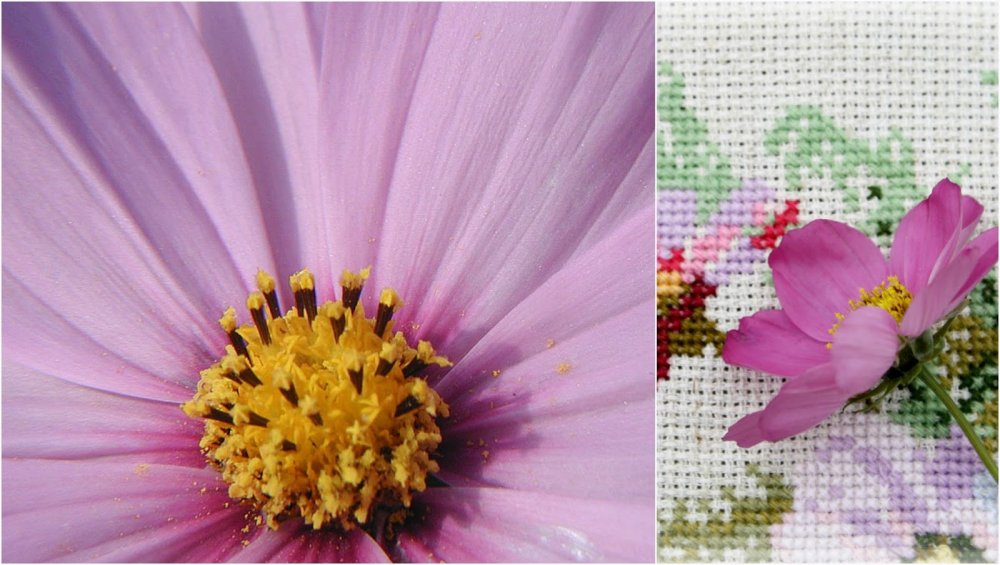 Сиреневые цветы с желтой серединкой