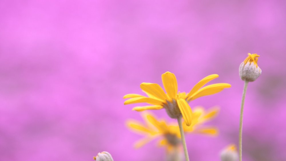 Пурпурный и желтый