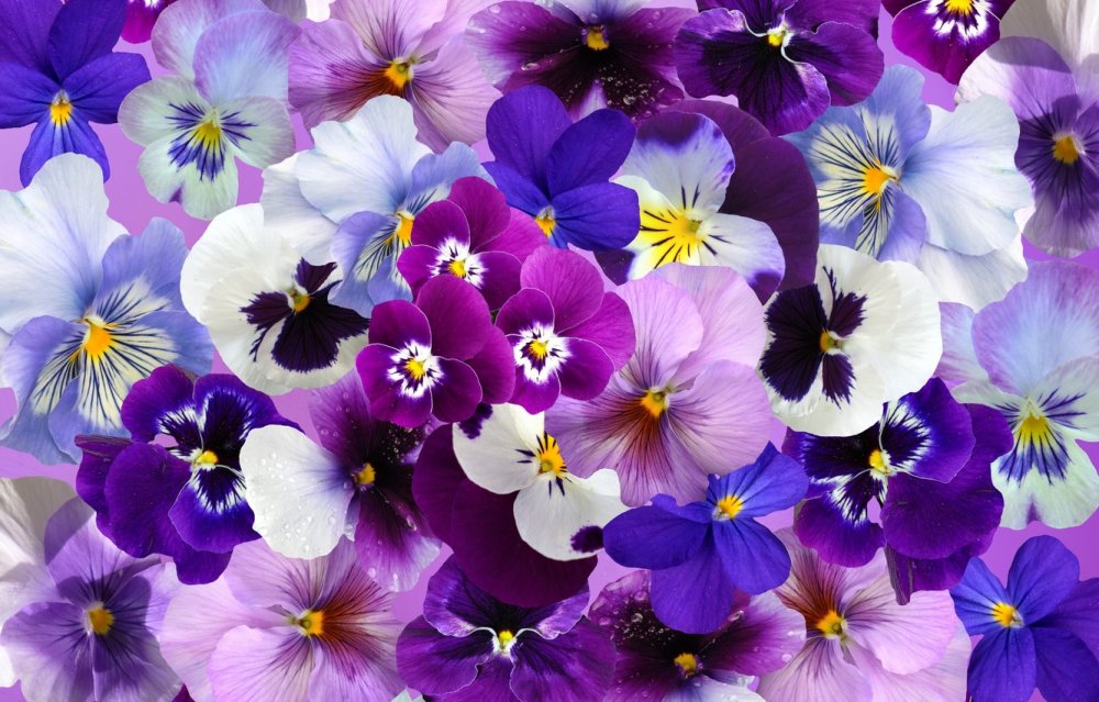 Желтый цвет